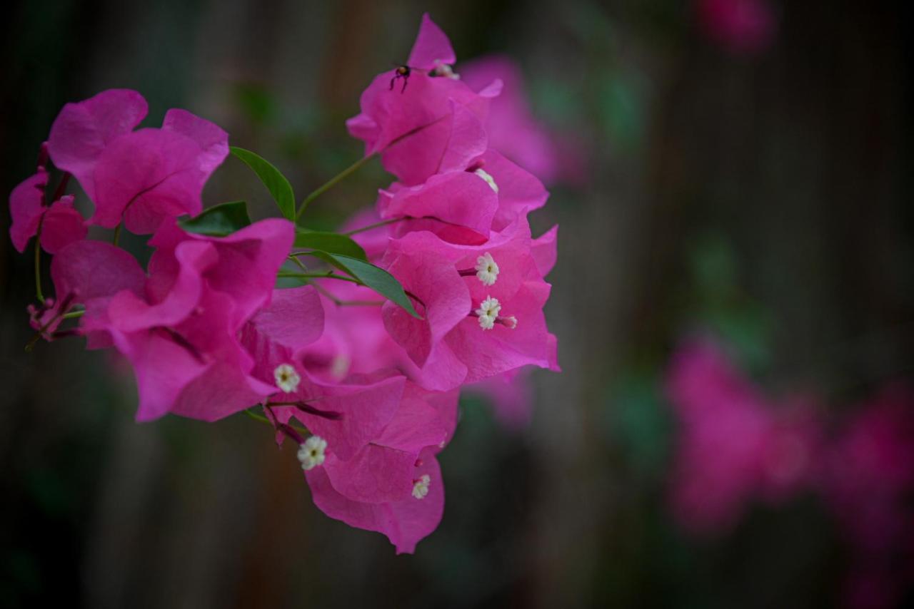 Lunita Jungle Experience Ξενοδοχείο Puerto Morelos Εξωτερικό φωτογραφία